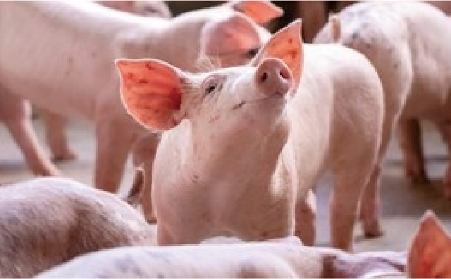 中链脂肪酸对断奶乳猪生长性能的效果