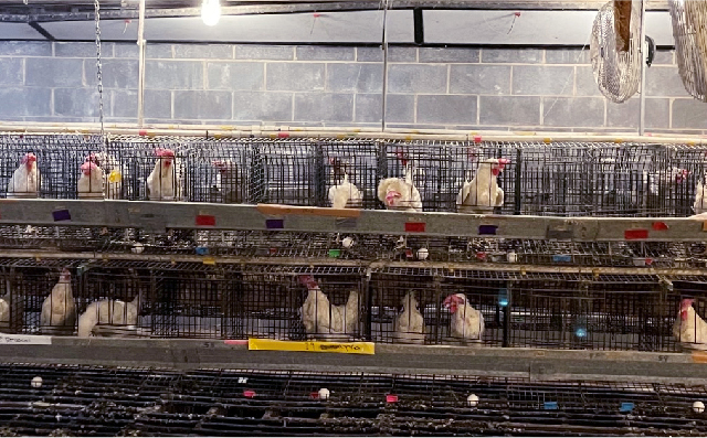 钻石菌在蛋鸡中的应用效果评估