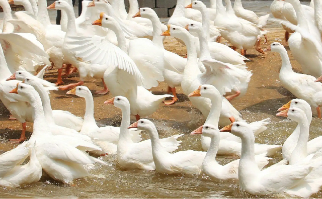 一吨肉鸭料节省成本38元，您也来试试？