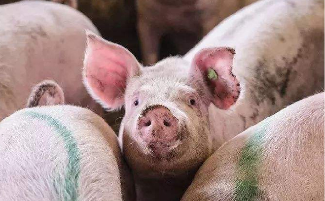 低蛋白肉猪料以及添加胆碱的效果