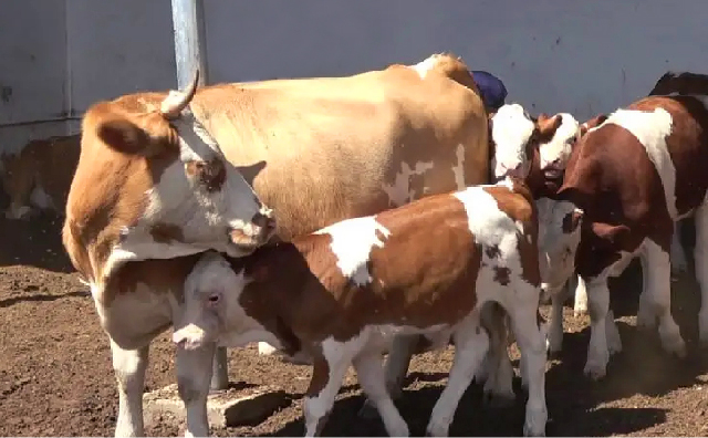 确定增强反刍动物纤维消化的微生物酶的最佳剂量