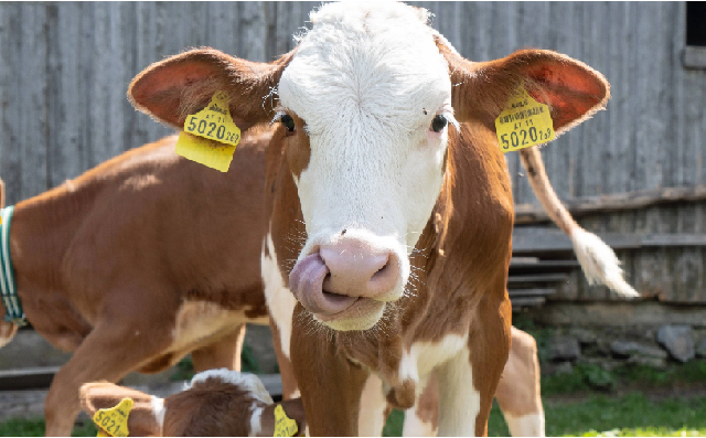 黑曲霉在反刍动物中抗病促生长中的应用