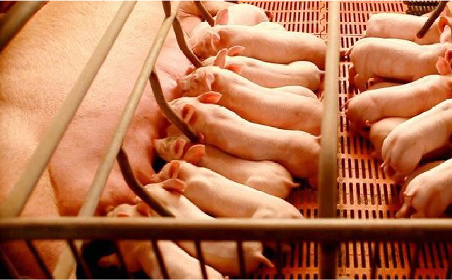 怀孕母猪攻胎期优化饲喂量有利于母猪分娩和提高初乳产量