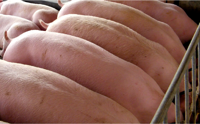 无豆粕纯玉米型大猪料中异亮氨酸与缬氨酸的效果（试验二）