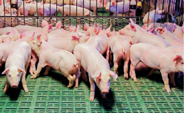 评估饲用酸化剂作为保育后期日粮中传统饲用抗生素的替代品