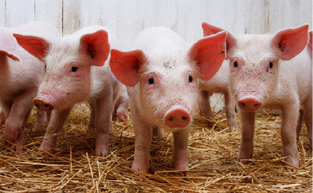 保育猪饲喂呕吐毒素污染饲料以及焦亚硫酸钠等不同脱霉剂的效果