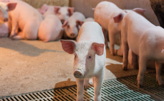 日粮中添加两种甲酸钾对 8 至 22 公斤猪的生产性能的影响