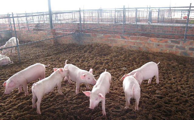 评估苯甲酸在断奶仔猪料中作为饲用抗生素替代物的效果