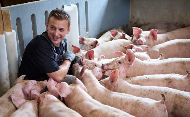 【解读】丹麦最新养猪营养标准（第31版）