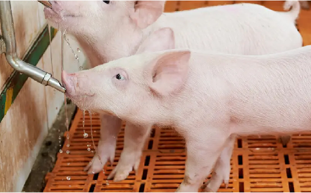 乳猪料中可以用水解羽毛粉吗？