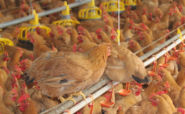 可肥酸-50在肉鸡饲粮中的应用效果评估