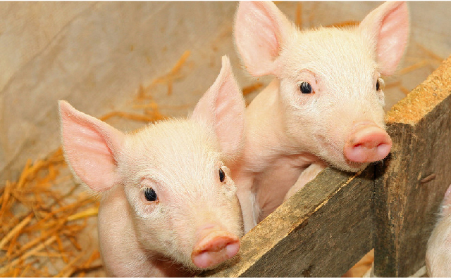 可肥酸-50在断奶仔猪教槽料、乳猪前期及后期料抗腹泻效果的实验报告及分析