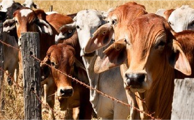 肉牛饲养中真菌添加剂（节选）