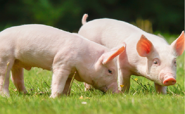 断奶乳猪饲养新理念