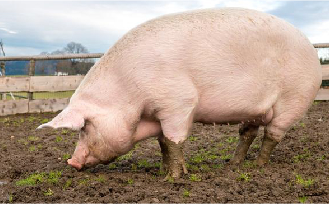 丹育后备母猪及母猪的营养推荐表格