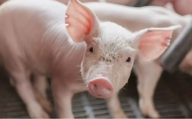 低蛋白日粮补充前五种限制性氨基酸对断奶乳猪生长性能和腹泻的效果