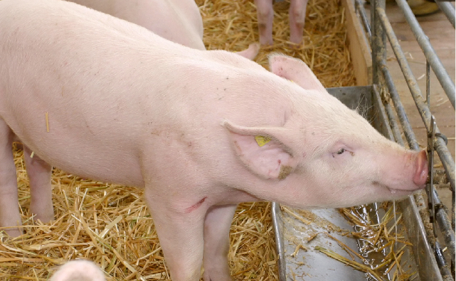 碳酸钙是否与苯甲酸组合使用对刚断奶仔猪的生长性能，粪便干物质及血液钙，磷浓度的影响