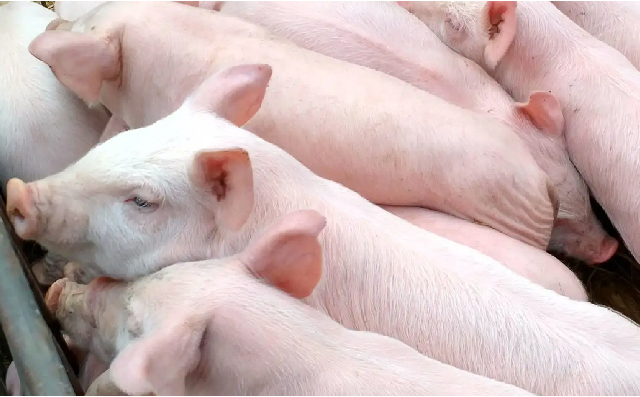 糙米替代玉米以及糙米淀粉糊化度对乳猪日粮消化率和生产性能的影响