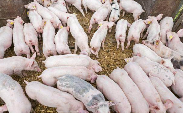 （粉碎）糙米作为饲料原料在断奶仔猪上的潜在应用价值