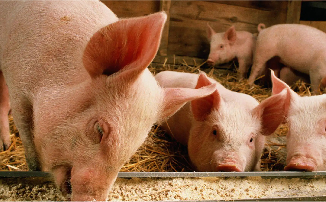 断奶乳猪缬氨酸的需要量