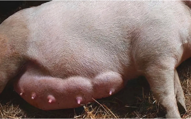 母猪胀气的原因及预防