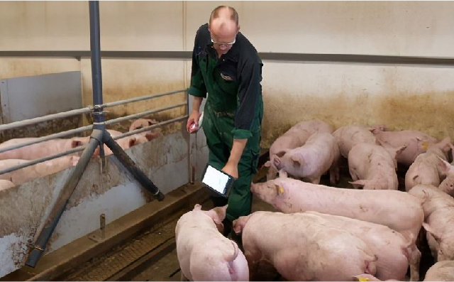 丹麦在养猪业上去掉氧化锌、减少治疗用抗生素的研究路线