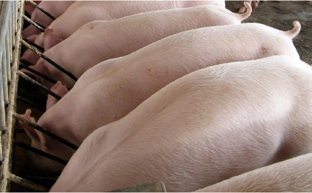 猪料技术要点及猪料产品开发经验分享