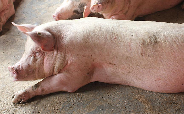 无豆粕纯玉米型大猪料中异亮氨酸与缬氨酸的效果（试验一）