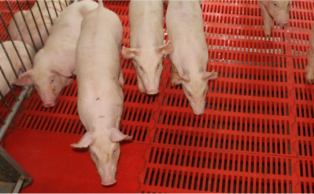 碳水化合物挤压膨化对早期断奶仔猪生长性能的影响