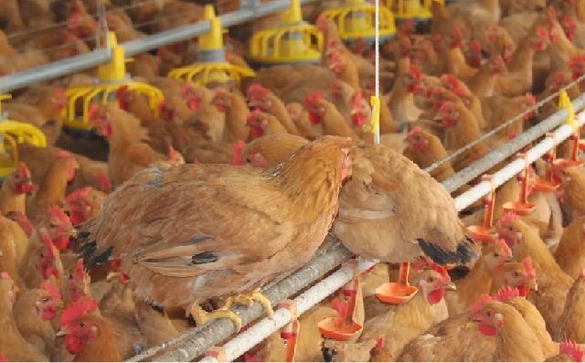 可肥酸-50在肉鸡饲粮中的应用效果评估