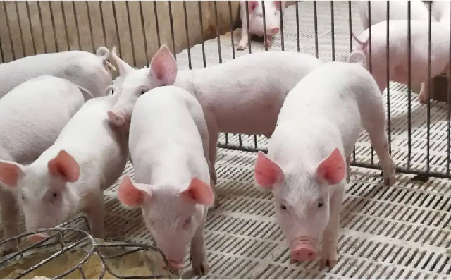 玉米-小麦-豆粕型低蛋白大保育料补充异亮氨酸和缬氨酸对生长性能的效果