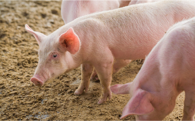 【摘要】苯甲酸和复合酶对断奶猪生长性能、营养消化率和腹泻率的影响