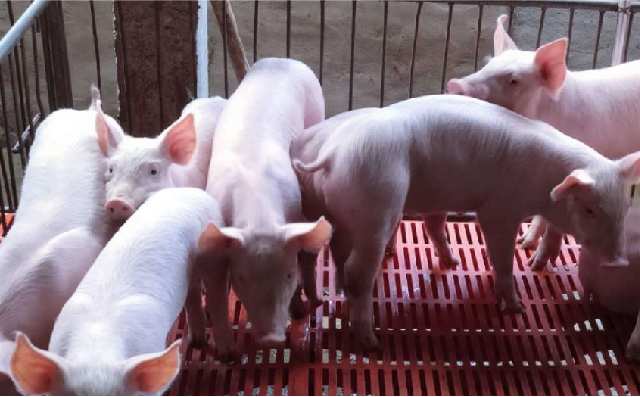 糙米等谷物对市场料断奶仔猪生长性能、死淘率及抗生素治疗的影响