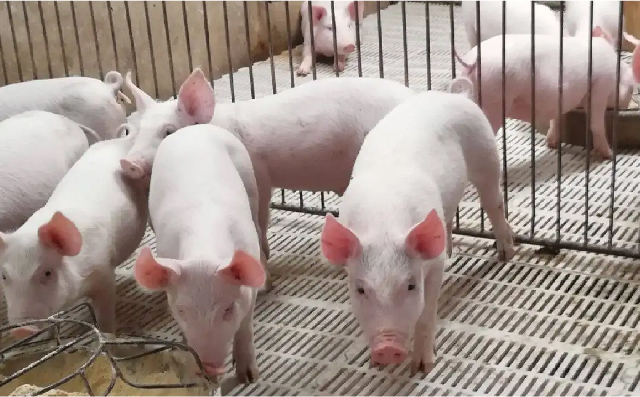 氧化锌减量形势下教保料的抗拉稀措施