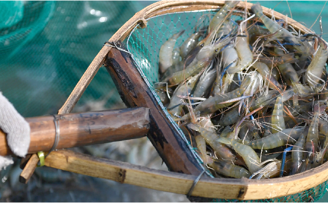 水产专用钻石菌在水产动物饲料中的应用