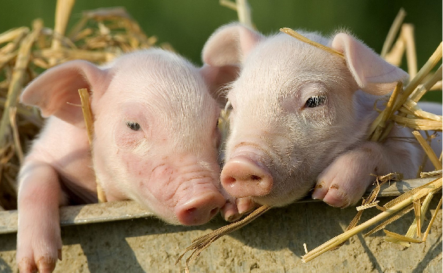 使用高呕吐毒素小麦的仔猪料中添加焦亚硫酸钠的效果