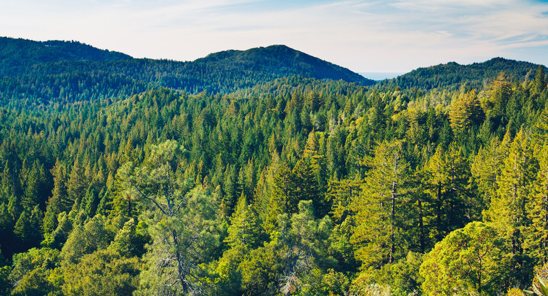 &nbsp;
林业
Forestry