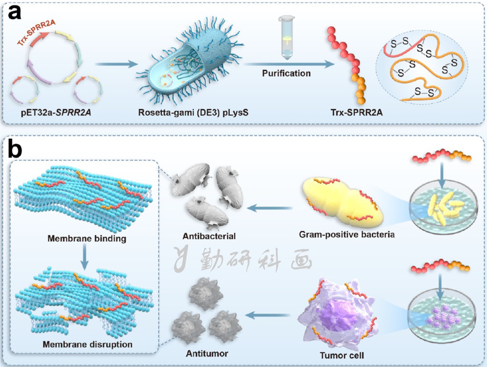 内蒙古大学生物医学研究院丁国斌研究员团队开发兼具抗菌与抗癌双重活性的SPRR2A融合蛋白生物合成新策略