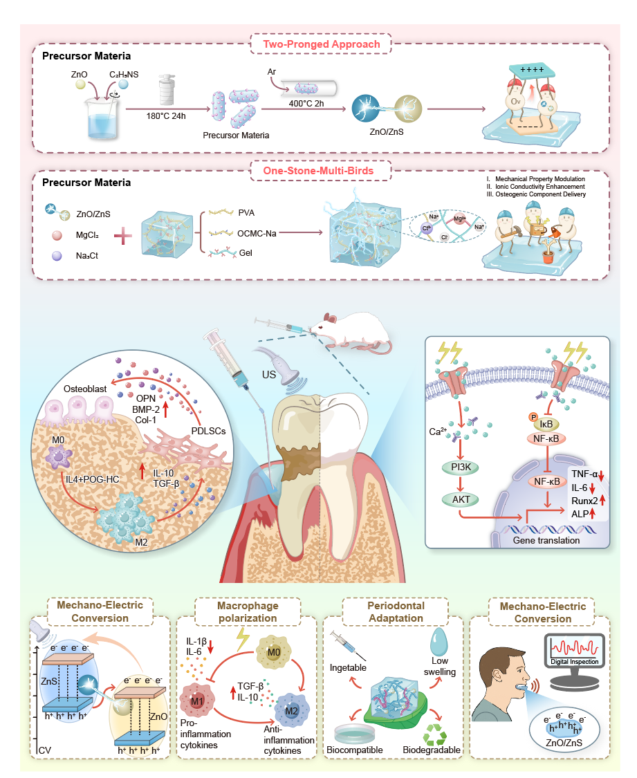 Adv. Sci丨复旦口腔韦晓玲团队/未来信息创新学院张荣君团队合作研发用于牙周炎治疗的“压电-免疫协同”水凝胶