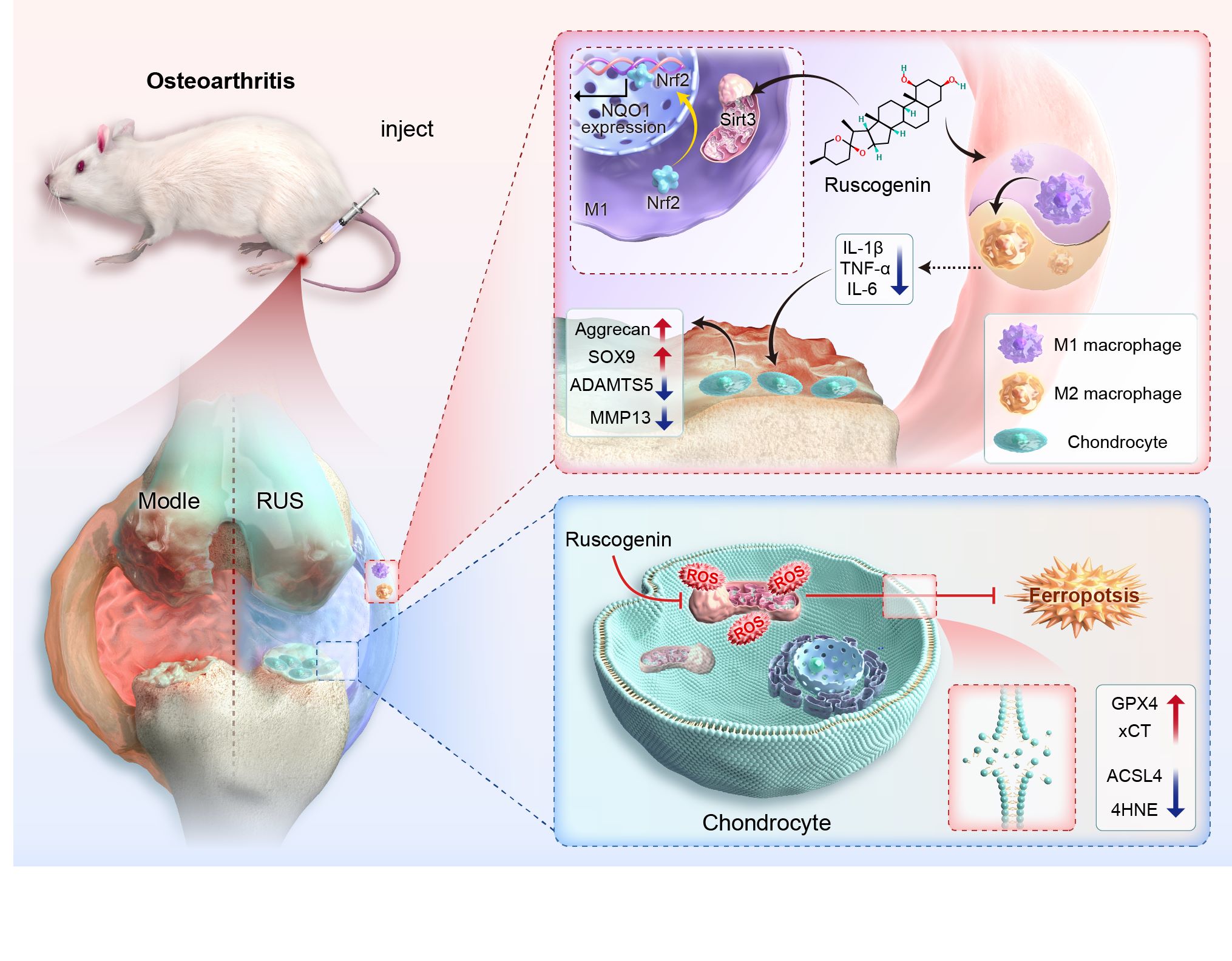 International Immunopharmacology