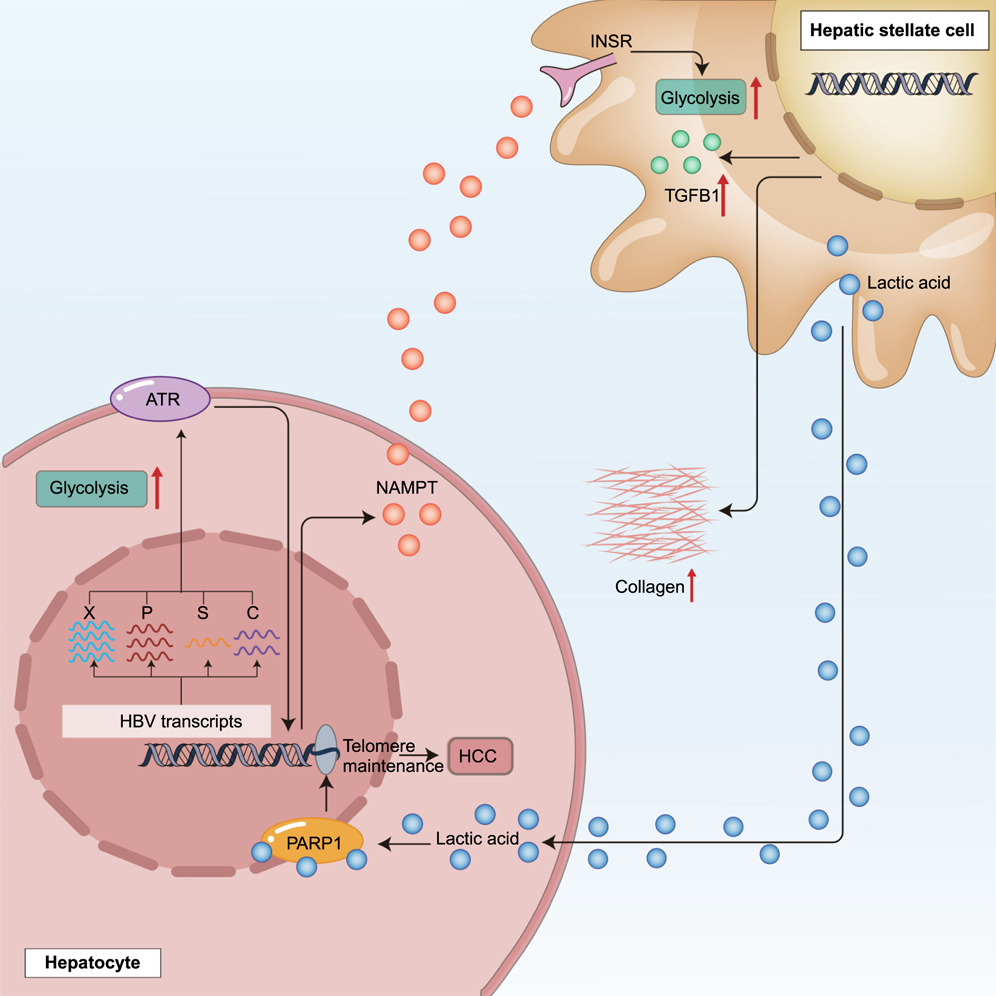Cell Reports