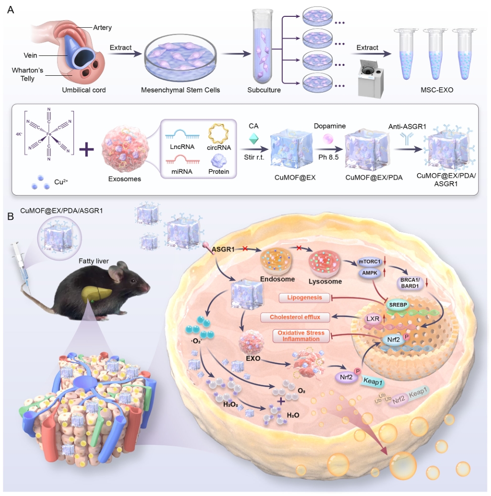 Advanced Healthcare Materials