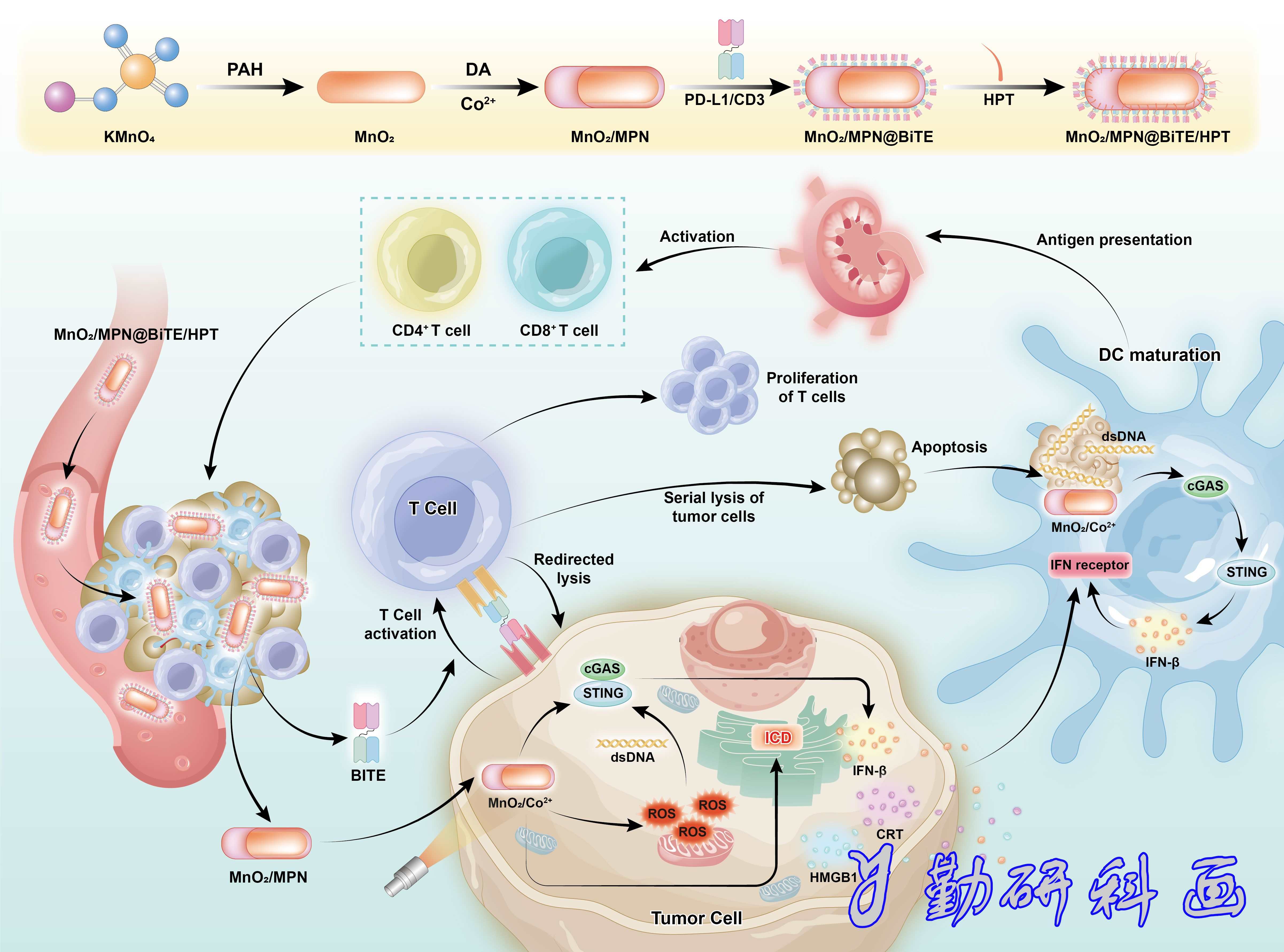 signal transduction and targeted therapy
