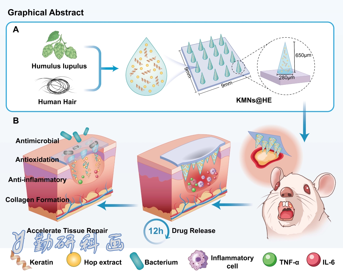 Colloids and Surfaces B: Biointerfaces