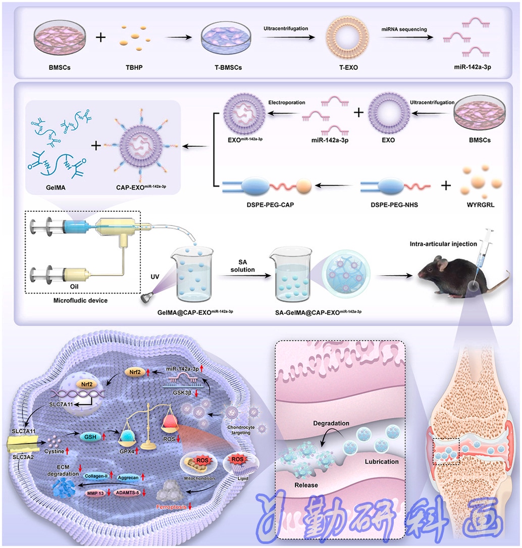 Biomaterials