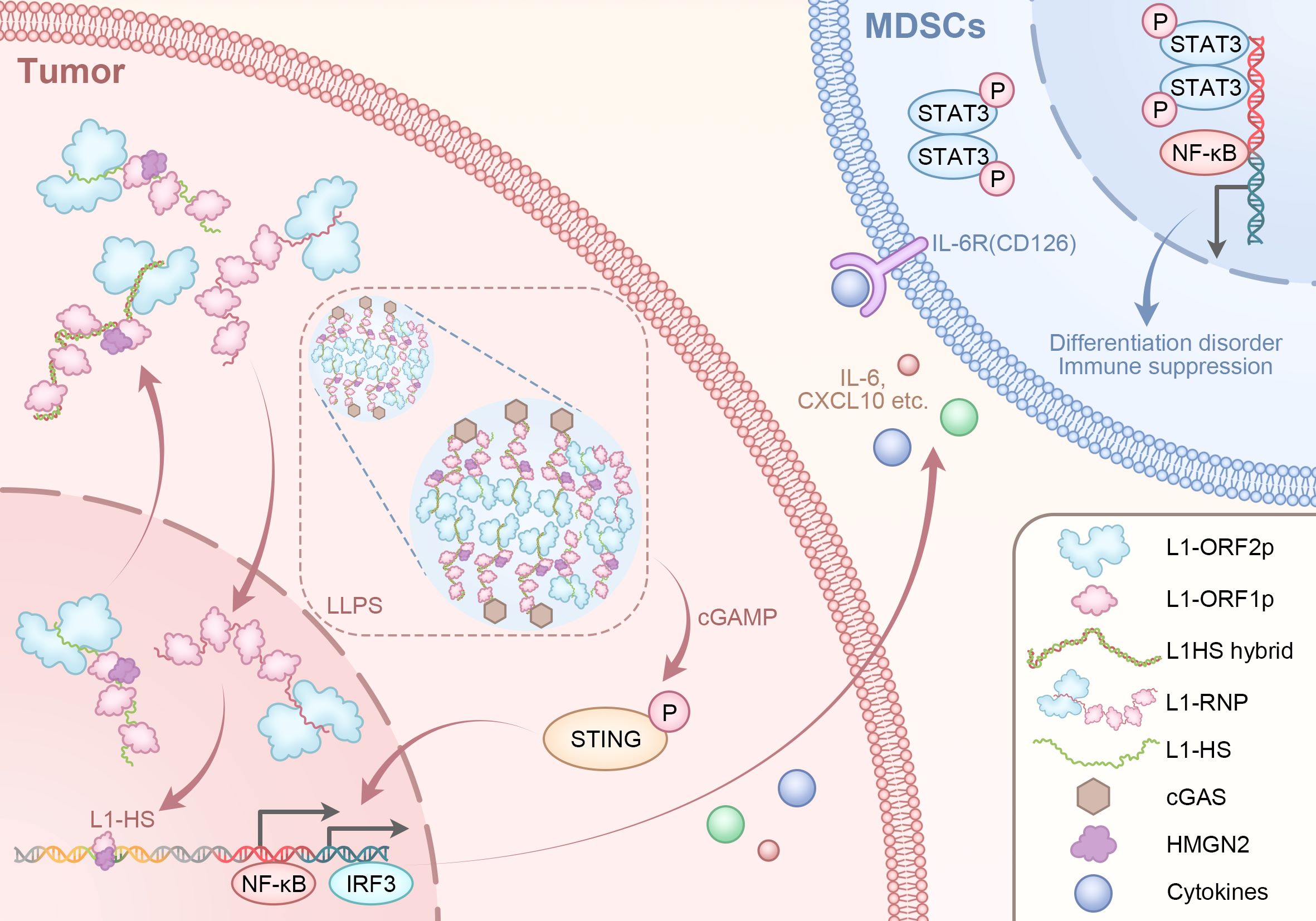Cancer Research
