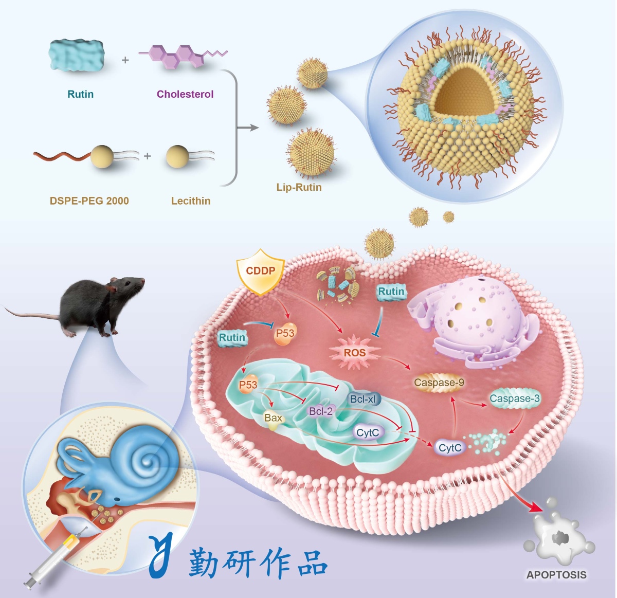 Biomaterials Research