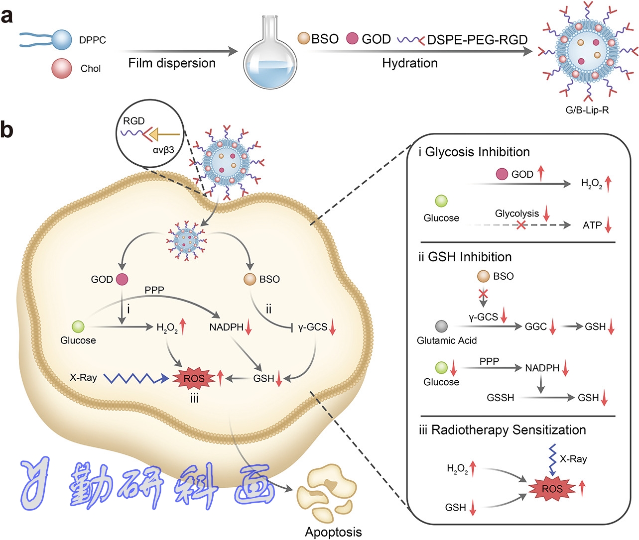 Nanomedicine: Nanotechnology, Biology and Medicine