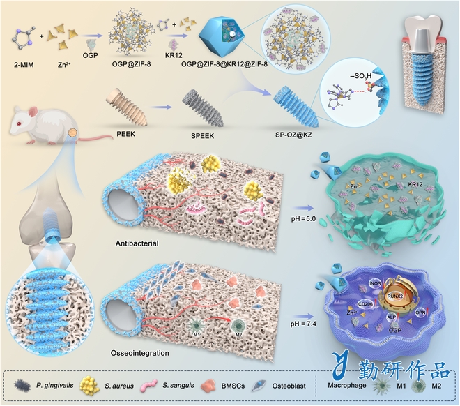 Biomaterials Research