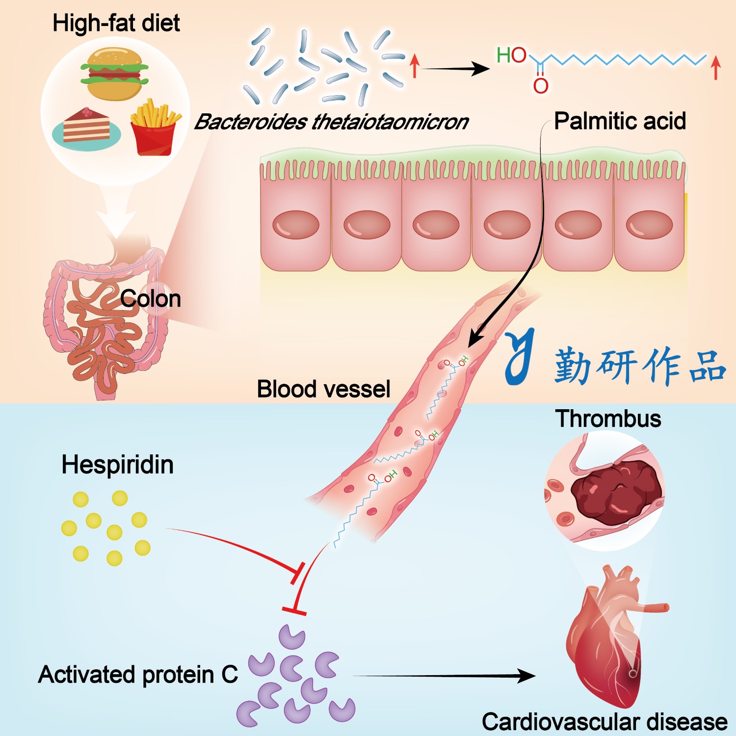 Cell Reports Medicine